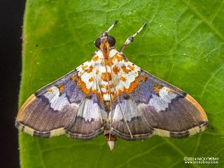 Pearl moth (Aetholix sp.) - P3114117