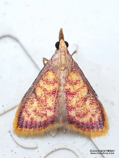 Snout moth (Carminibotys sp.) - P3092347