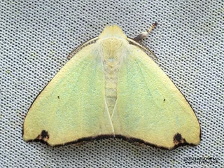 Tussock moth (Arctornis rutila) - P3103666