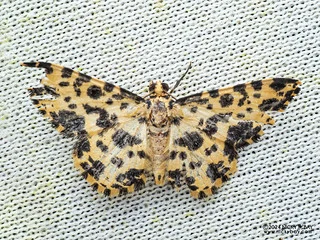 Geometer moth (Monocerotesa proximesta) - P3137570