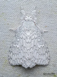 Tussock moth (Dura sp.) - P3103633