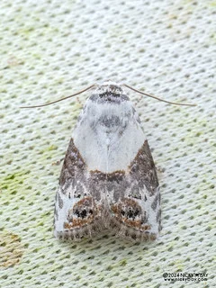 Tufted moth (Leucobaeta hemiphaea) - P3125603