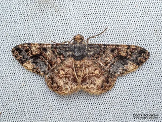 Geometer moth (Ectropidia altiprimata) - P3113964