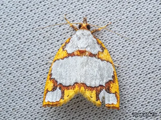 Tufted moth (Titulcia eximia) - P3092143
