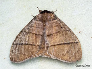 Monkey moth (Pseudojana perspicuifascia) - P3137581