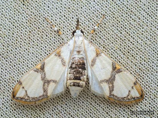 Pearl moth (Cirrhochrista kosemponialis) - P3103724