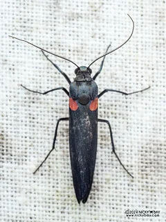 Lichen moth (Monosyntaxis holmanhunti) - P3114001