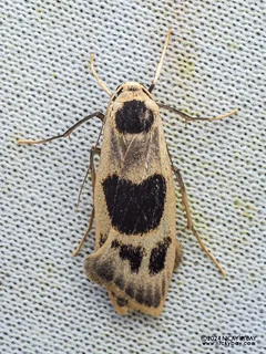 Lichen moth (Teulisna plagiata) - P3102981