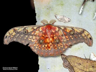 Tussar moth (Antheraea sp.) - P3137678