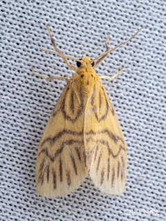 Lichen moth (Nudariina) - P3091974