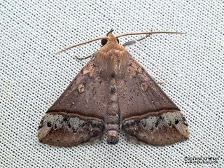 Snout moth (Hepatica orbicularis) - P3115127