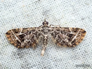 Carpet moth (Carbia sp.) - P3114176