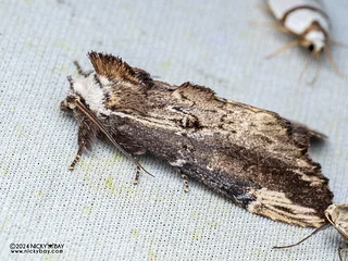 Prominent moth (Allodonta austrocollaris) - P3092379
