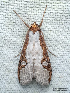 Owlet moth (Thacona costivitta) - P3137566