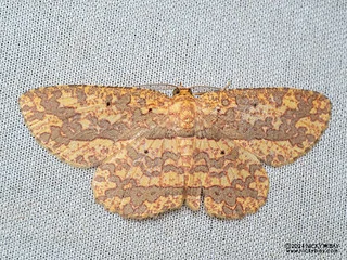 Geometer moth (Borbacha sp.) - P3092189