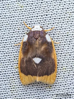 Lichen moth (Lobobasis niveimaculata) - P3092322