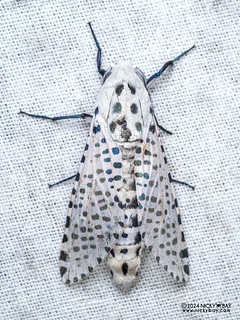 Leopard moth (Polyphagozerra coffeae) - P3102622