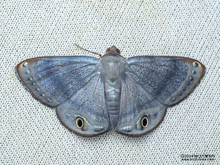 Geometer moth (Tasta sp.) - P3092403