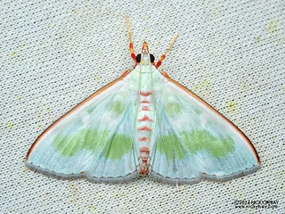 Pearl moth (Arthroschista tricoloralis) - P3092278