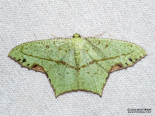 Emerald moth (Dooabia lunifera) - P3103067