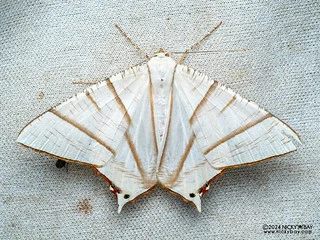 Geometer moth (Ourapteryx picticaudata) - P3103135