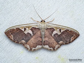 Geometer moth (Zythos turbata) - P3092311