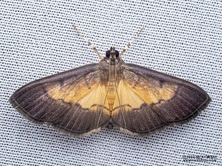 Pearl moth (Syllepte sp.) - P3103497