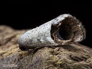 Tufted moth (Miaromima naessigi) - P3125820
