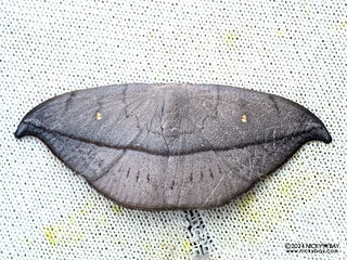 Hooktip moth (Albara reversaria) - P3103884