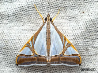 Pearl moth (Agrioglypta eurytusalis) - P3103567