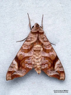 Sphinx moth (Acosmeryx anceus) - P3137457