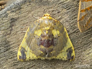 Tufted moth (Cossedia acolutha) - P3092383