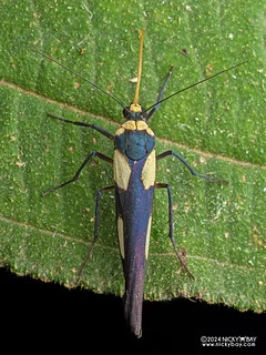 Lichen moth (Monosyntaxis holmanhunti) - P3114484
