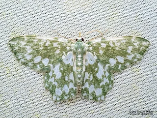 Emerald moth (Berta albiplaga) - P3114273