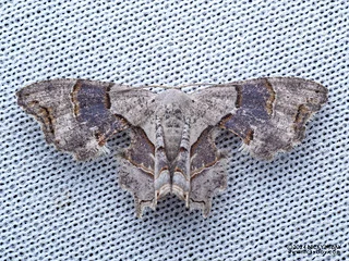 Swallowtail moth (Pterotosoma castanea) - P3103486