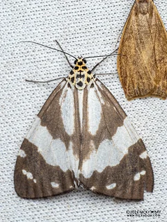 Tiger moth (Utetheisa abraxoides) - P3092168