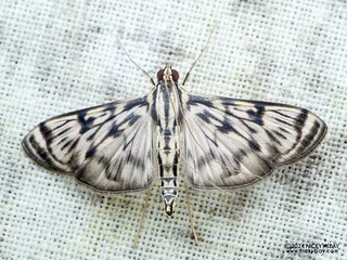 Pearl moth (Rhimphalea astrigalis) - P3114073