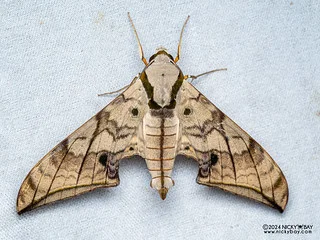 Sphinx moth (Ambulyx zacharovi) - P3137498