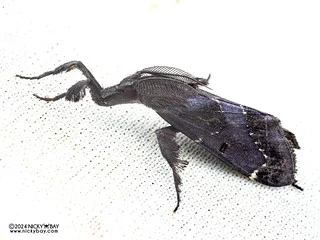 Snout moth (Sacada sp.) - P3125833