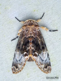 Cutworm moth (Anepholcia pygaria) - P3125592