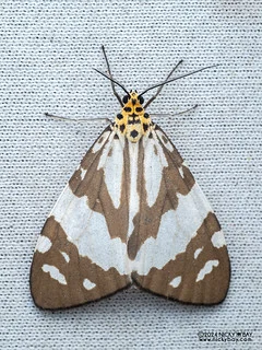 Tiger moth (Utetheisa abraxoides) - P3114533