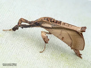 Snout moth (Sacada sp.) - P3125561