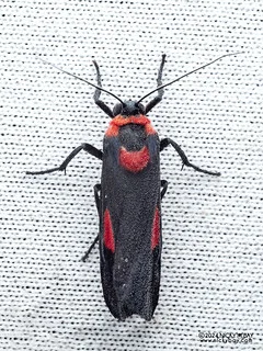 Lichen moth (Cyana tettigonioides) - P3114534