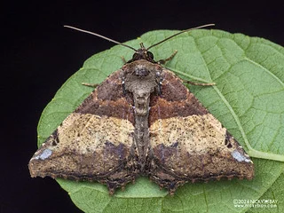 Underwing moth (Daddala brevicauda) - P3114063