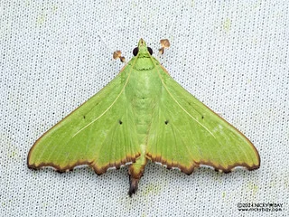 Pearl moth (Parotis laceritalis) - P3103770