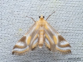 China-mark moth (Eoophyla sp.) - P3092309
