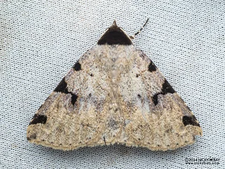Moth (Rema costimacula) - P3103533