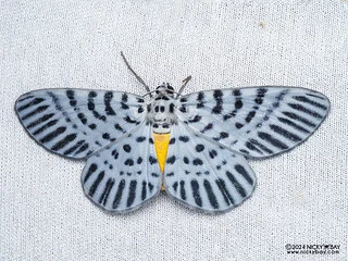 Geometer moth (Bracca georgiata) - P3103094