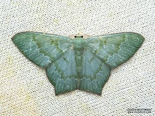 Emerald moth (Hemithea sp.) - P3103719