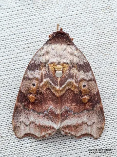 Tufted moth (Ptyonota carissima) - P3092180